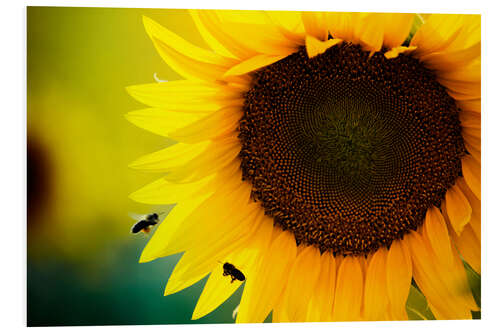 Hartschaumbild zwei Bienen an Sonnenblume