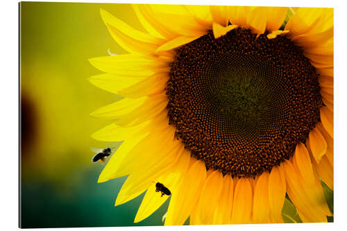 Galleritryck Two bees in sunflower