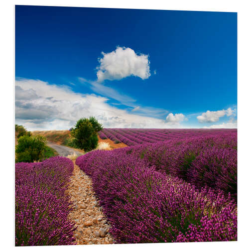 Foam board print Beautiful lavender field