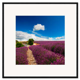 Ingelijste kunstdruk Beautiful lavender field