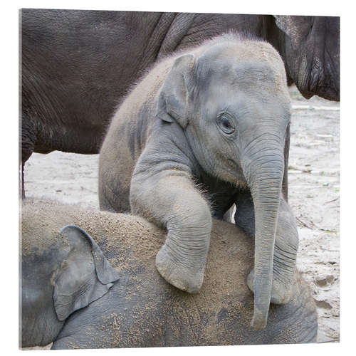 Akrylbilde Cute elephant baby