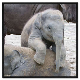 Gerahmter Kunstdruck Putziges Elefantenbaby