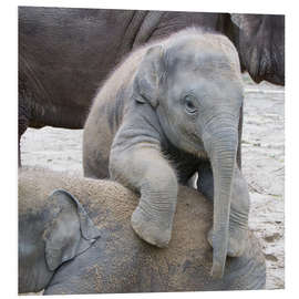 Foam board print Cute elephant baby