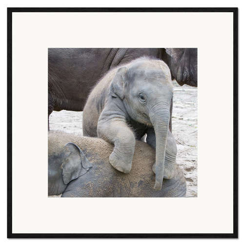 Ingelijste kunstdruk Cute elephant baby