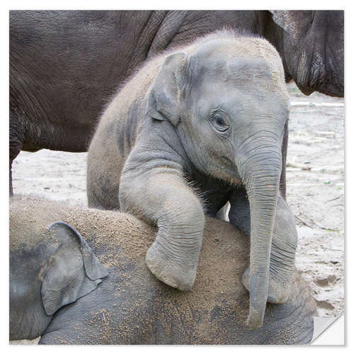 Naklejka na ścianę Cute elephant baby