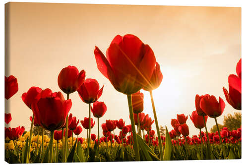 Leinwandbild Roter Klatschmohn