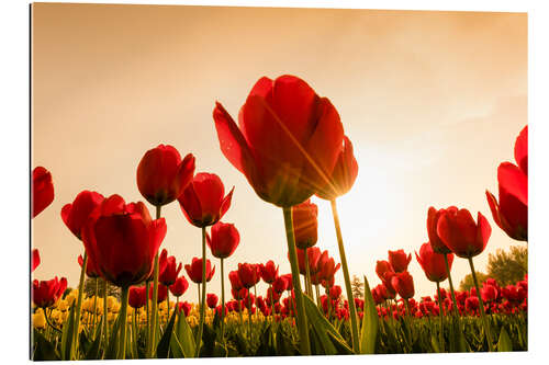 Gallery print Red poppies