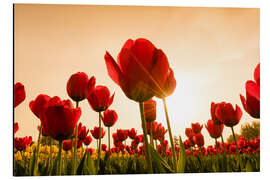 Magnettafel Roter Klatschmohn