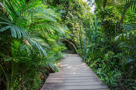 Magnettafel Dschungelpfad