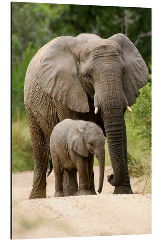Aluminium print Mother and calf