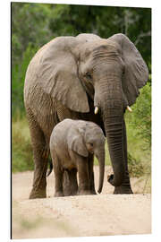 Magnettafel Mutter und Kalb