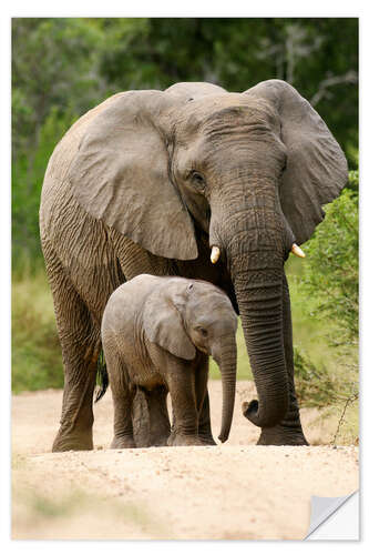 Naklejka na ścianę Mother and calf