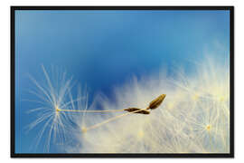 Gerahmter Kunstdruck Pusteblumenschirmchen