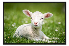 Gerahmter Kunstdruck Glückliches Lamm