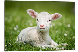 Gallery print Happy lamb