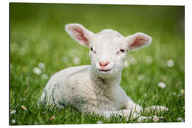 Magnettafel Glückliches Lamm