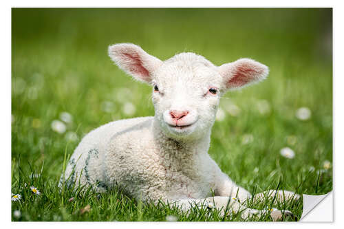 Selvklebende plakat Happy lamb