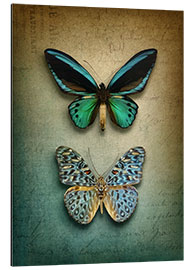 Aluminium print Butterflies