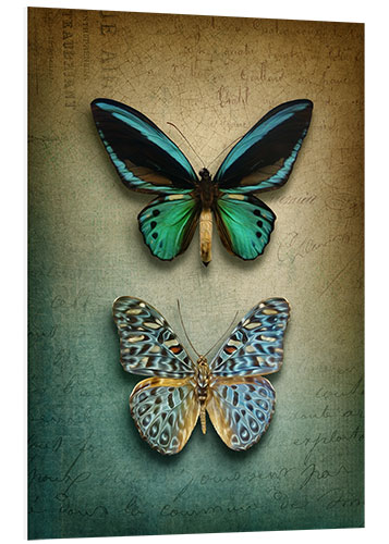 Stampa su PVC Butterflies