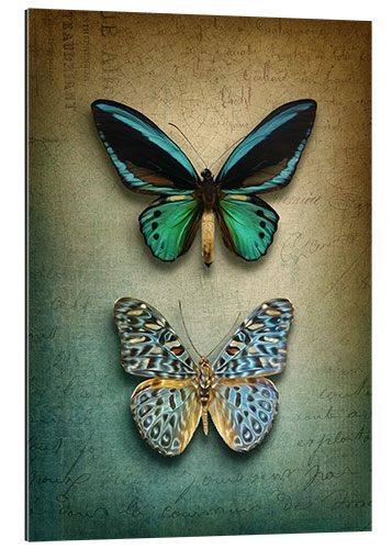 Gallery print Butterflies