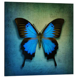 Aluminium print Butterfly