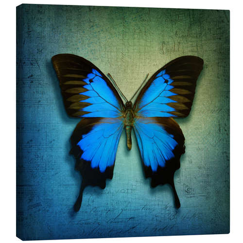 Quadro em tela Butterfly