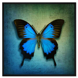 Gerahmter Kunstdruck Butterfly