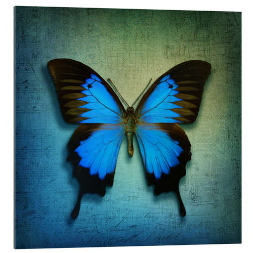 Gallery print Butterfly