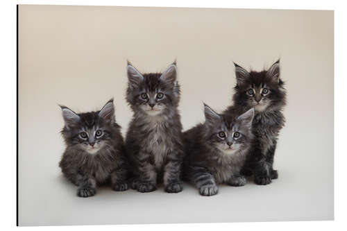 Aluminium print Maine Coon Kittens 2