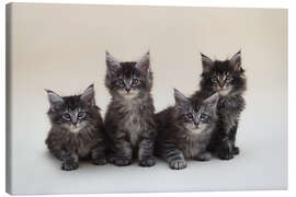 Leinwandbild Maine Coon Kittens 2