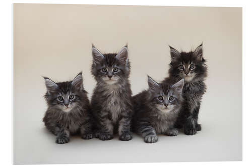 Hartschaumbild Maine Coon Kittens 2