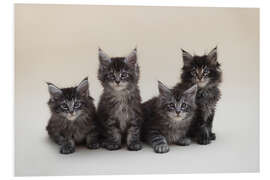 Foam board print Maine Coon Kittens 2