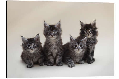 Gallery print Maine Coon Kittens 2