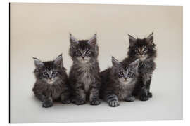 Magnettafel Maine Coon Kittens 2