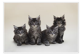Wandbild Maine Coon Kittens 2 - Heidi Bollich