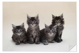 Wall sticker Maine Coon Kittens 2