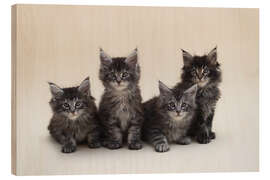 Trätavla Maine Coon Kittens 2