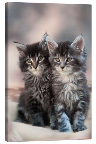 Quadro em tela Maine Coon Kittens 3