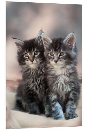 Tableau en PVC Deux chatons de race maine coon