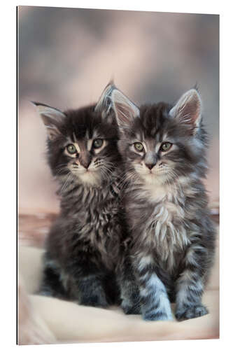 Gallery print Maine Coon Kittens 3