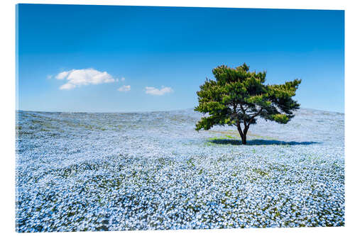 Cuadro de metacrilato Meadow with blue nemophila flowers in springtime