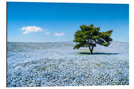 Alubild Wiese mit blauen Nemophila Blumen im Frühling