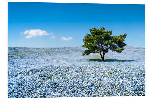 Tableau en PVC Meadow with blue nemophila flowers in springtime