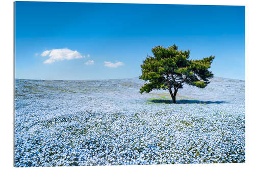 Galleritryck Meadow with blue nemophila flowers in springtime