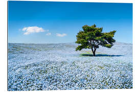 Gallery print Meadow with blue nemophila flowers in springtime