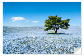 Sticker mural Meadow with blue nemophila flowers in springtime