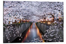 Aluminium print Cherry blossoms in spring in Nakameguro, Tokyo, Japan