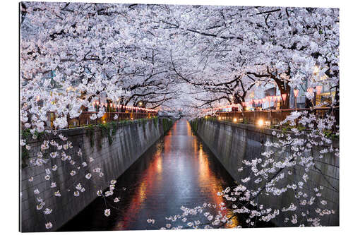 Tableau en plexi-alu Cherry blossoms in spring in Nakameguro, Tokyo, Japan