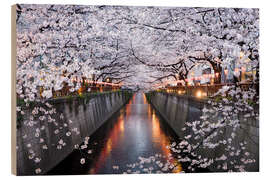 Cuadro de madera Cherry blossoms in spring in Nakameguro, Tokyo, Japan