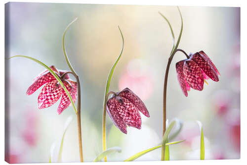 Leinwandbild Schlangenkopf fritillary